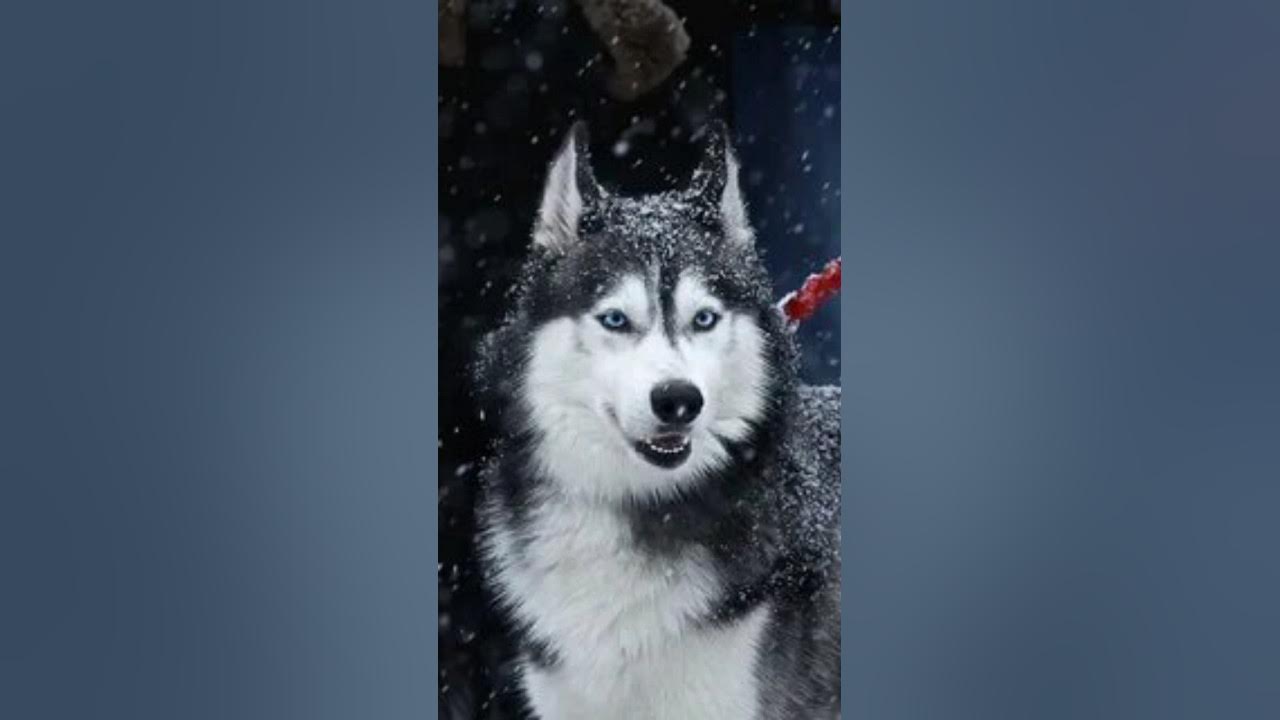 обожаю эту породу собак😍 - YouTube