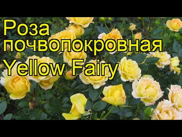 Роза Еллоу Фейри: особенности, характеристики, посадка, выращивание и уход, отзывы