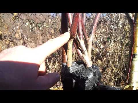 ვაშლის მყნობა.2015 წლის დამყნობილი ვაშლი.2 მეტრის ნაზარდი:)