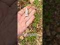 Morning find! #arrowhead #arrowheadhunting #nativeamerican #artifacts #artifacthunting #rockhounding