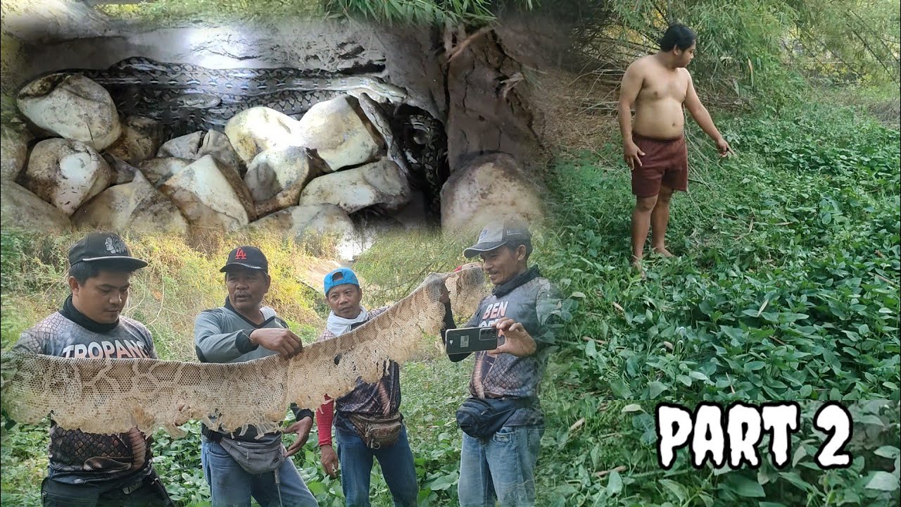 Part 2 | Pagtugis sa dambuhalang sawa