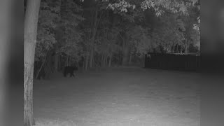 A Beary Eventful Afternoon in Jonesboro