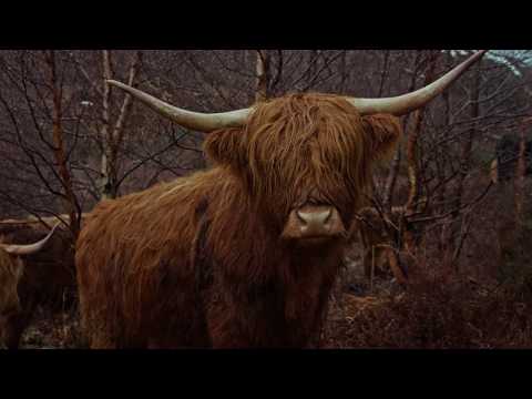 The Final Challenge - 02 - Highland Cows