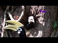 Hornbill female after breeding out of nest