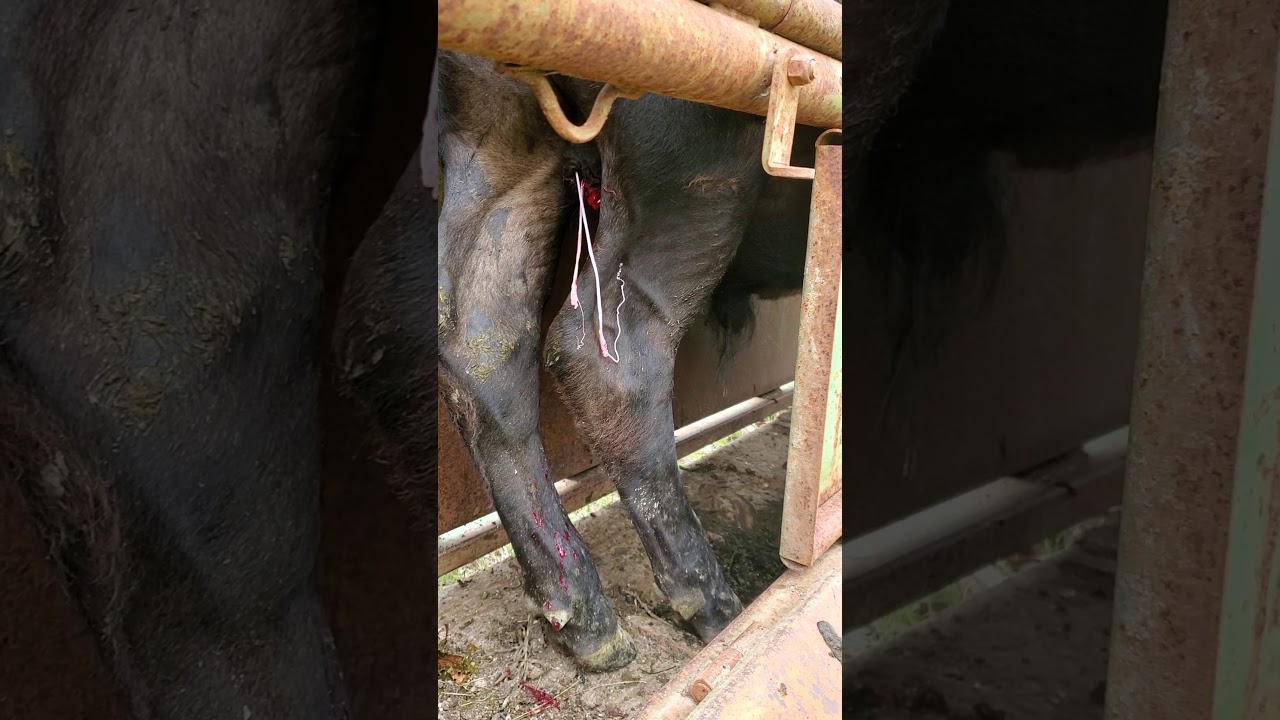 Bull Castration YouTube