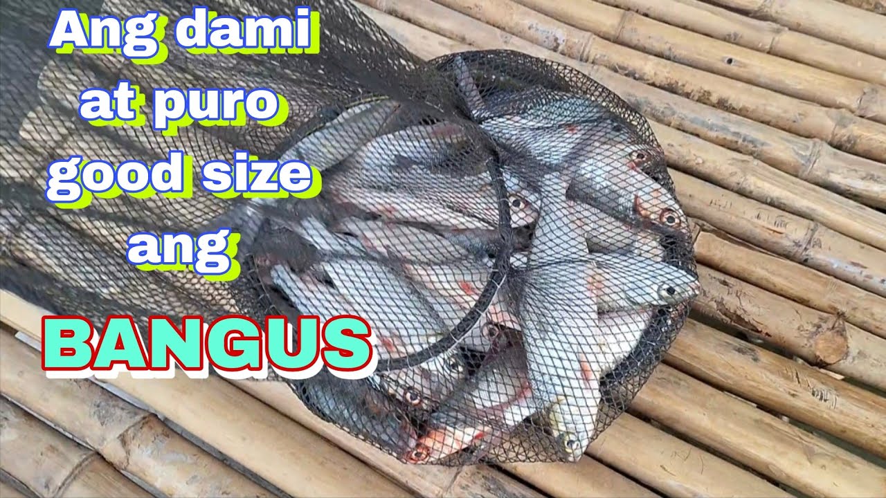 Ang dami na ulit BANGUS sa spot puro good size/ aling Nene's pond 