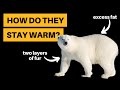 How do polar bears stay warm 3 methods explained