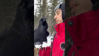 #aboutbirds #animal #crow #raven #воронгоша #birdtraining