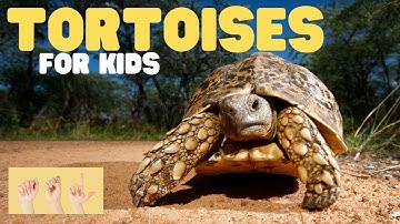 ASL Tortoises for Kids