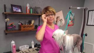 Best Dog Groomer Near Me