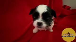 Shih Tzu Macho 2 De Ada Y Newman - Aquanatura