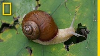Snail Hits Predator with Its Shell | National Geographic