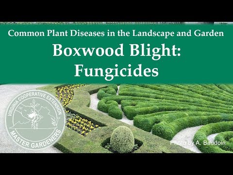 Video: Boxwood Blight Disease - Information om behandling af Buxwood Blight