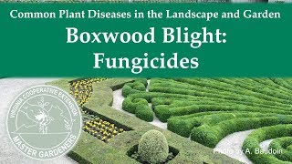 Boxwood Blight: Fungicides