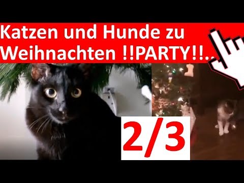 katze-und-hund-zusammen-an-weihnachten-lustig-best-of-nr-2-katzenvideos-hundevideos-lustige-videos