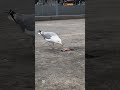 Lunch for city seagulls #birds