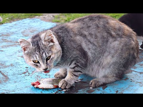 Почему кошки любят рыбу? Какую рыбу кошки любят больше всего? Кошка ест живую рыбу видео.