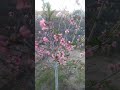 Обожнюю коли цвітуть сади 