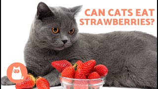Can CATS EAT STRAWBERRIES?  Are Strawberries Good for Cats?