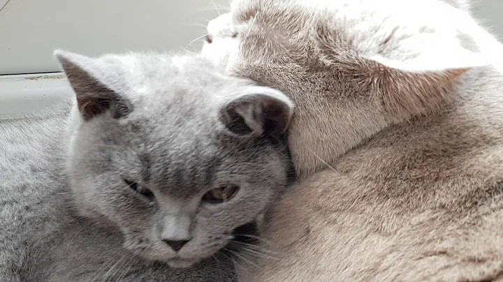 Video 2227851: british shorthair cat kitten, lilac british shorthair cat, british shorthair cat love, british blue shorthair cat