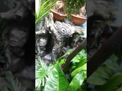 نباتات التنسيق الداخلي والخارجي مؤسسة كلنتن الزراعيةة مكة المكرمة الكعكية