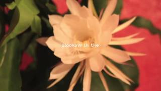 Johnny Stimson - Flower (Official Lyric Video)