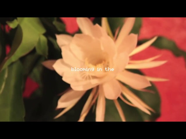 Johnny Stimson - Flower (Official Lyric Video) class=