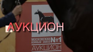 Аукцион в Московском Конном заводе №1