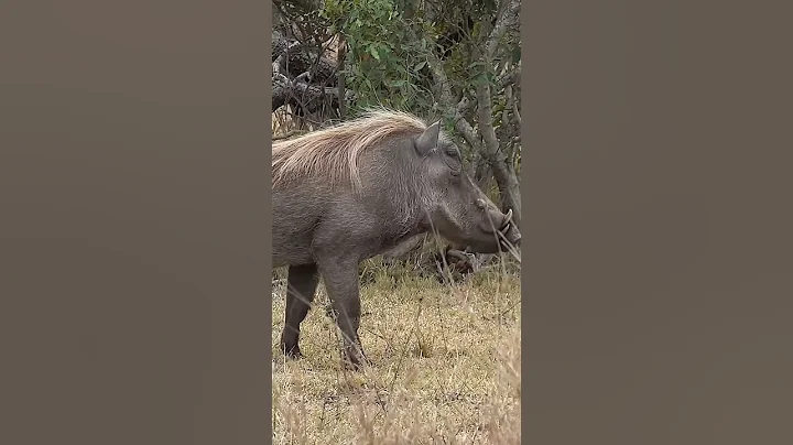 Wildlife: wild Boar 🐗🐗 : One of most dengerous animal in Nature #wildboar #wildlife #nature