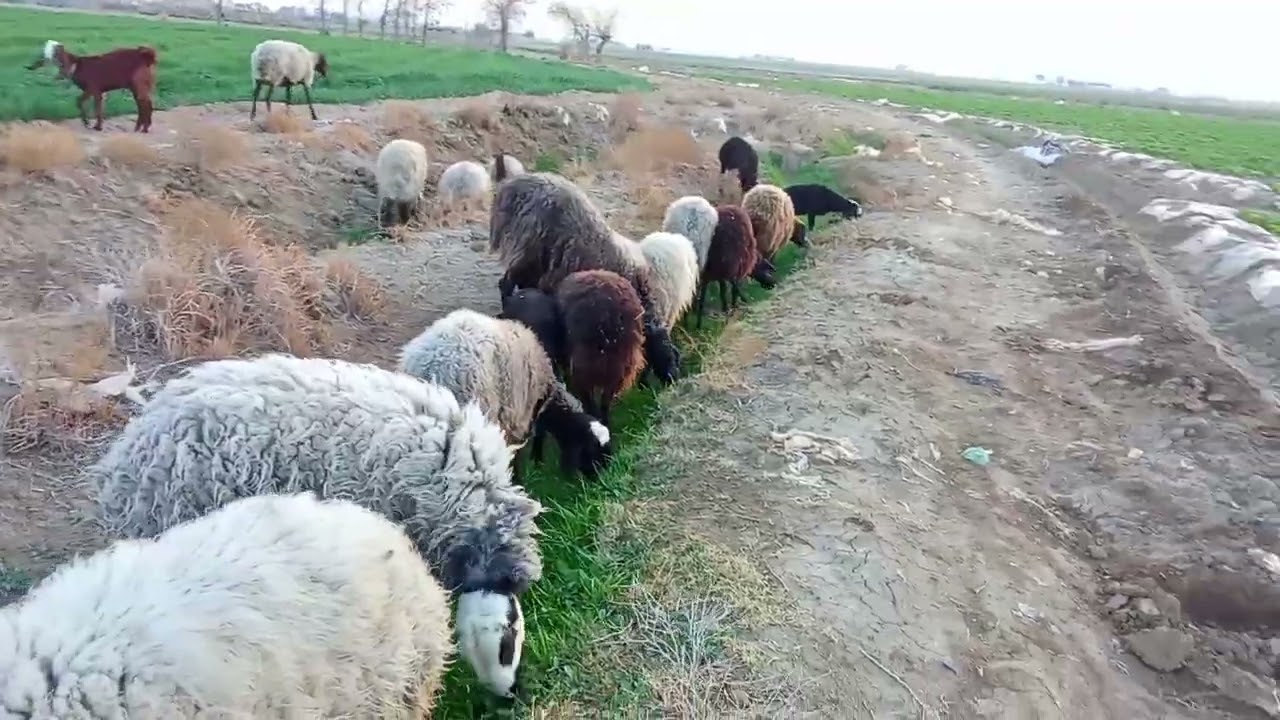  حتما یه سر به چنلم بزن رفیق 🫡