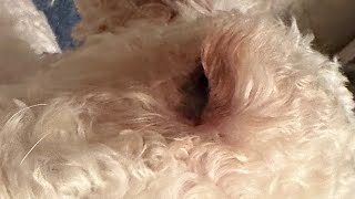 What it looks like in my dogs #eye the morning after using #optics Purple glued shut / Glued shut by My Favorite Groomer 1,147 views 4 weeks ago 2 minutes, 23 seconds