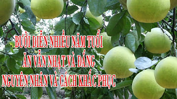 TẠI SAO BƯỞI DIỄN NHIỀU NĂM TUỔI ĂN VẪN NHẠT , ĐẮNG , KHÔ MÚI -    NGUYÊN  NHÂN VÀ CÁCH KHẮC PHỤC