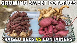 Growing Sweet Potatoes In Beds VS Containers: What Is Better? Surprising Results!