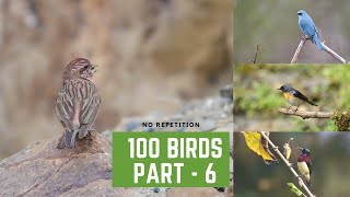 100 Birds of India - Part 6, (No repeated bird) Flycatchers special