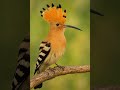 #удод 🐦#птахиУкраїни#цікавіптахи природаУкраїни#дивовижніптахи#birdshorts#hoopoe#beautifulbird