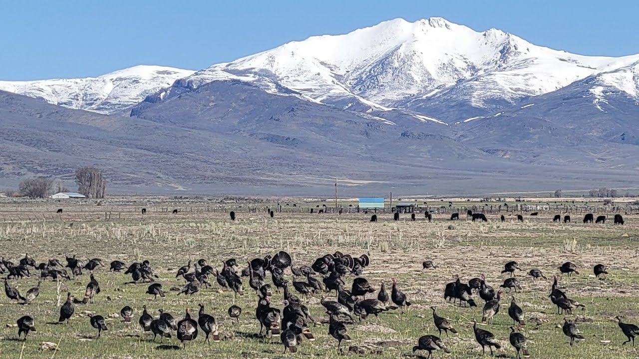 NEVADA Turkey Hunting: 2025