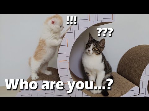 Big Cat meets a New Little Kitten for the First time!
