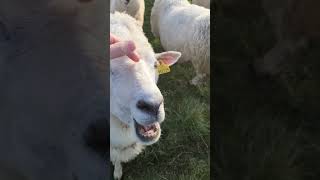 Norwegian villige with friendly sheeps! 🐑🐏🐑🐑