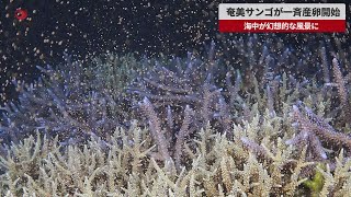 【速報】奄美サンゴが一斉産卵開始 海中が幻想的な風景に