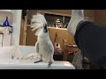My Cockatoo playing funny game😂😂😂