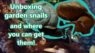 Where To Get Garden Snails + Unboxing!