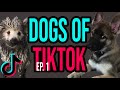 we don't deserve puppies - DOGS OF TIK TOK COMPILATION EP. 1