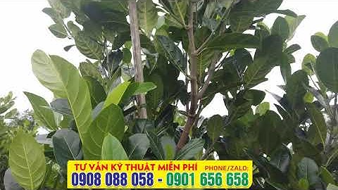 Mùa mưa sắp tới, nhớ cắt đọt mít trước khi quá muộn