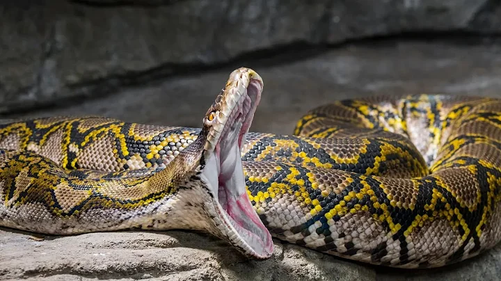 Meet The World's Longest Snake ! - The Reticulated Python