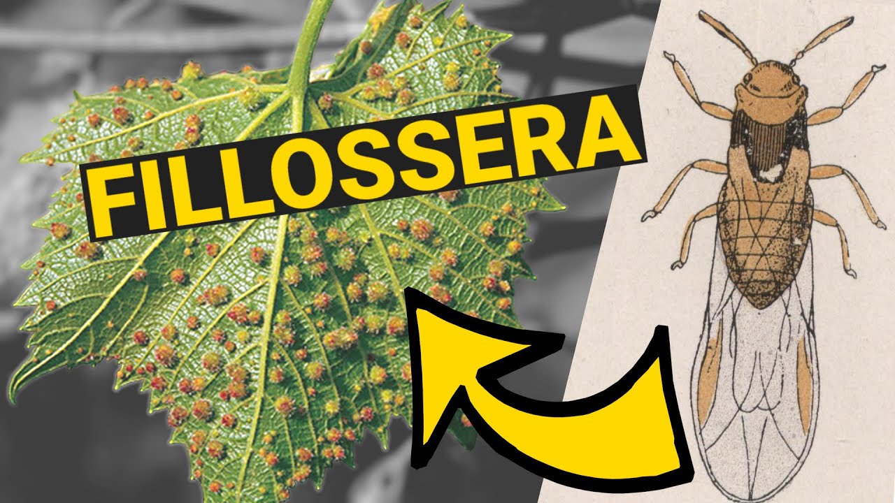 COS'E' LA FILLOSSERA? E COME HA CAMBIATO LA STORIA YouTube COS'E' LA FILLOSSERA? E COME HA CAMBIATO LA STORIA YouTube