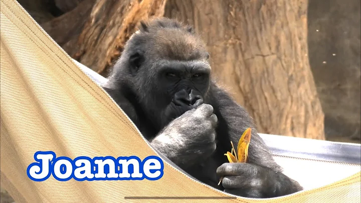 Gorilla 💎 Winston family 💎 ゴリラ　ウィンストン家族 💎 San Diego Safari Park