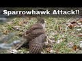 Sparrowhawk catches Bank Vole !