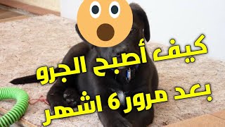 تغيير غريب في الجرو الذي اشتريناه من سوق الجزائر