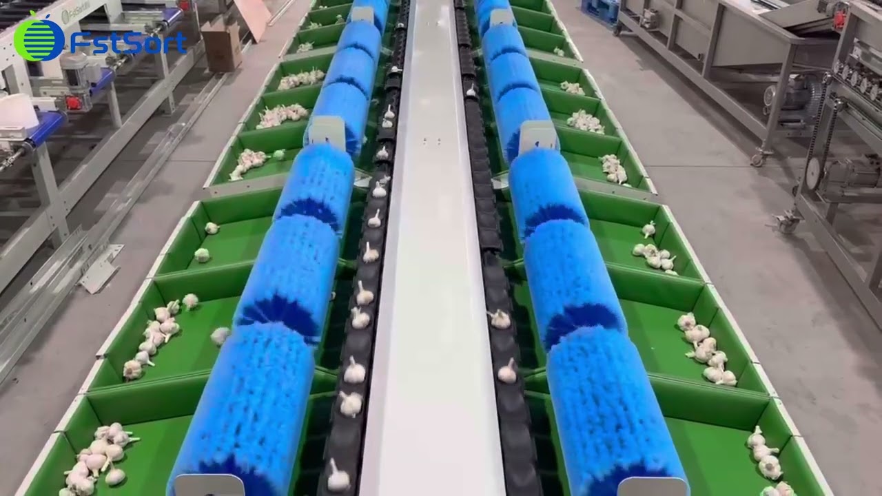 Garlic weight sorting grading line onion grader sorter machine vegetable processing equipment