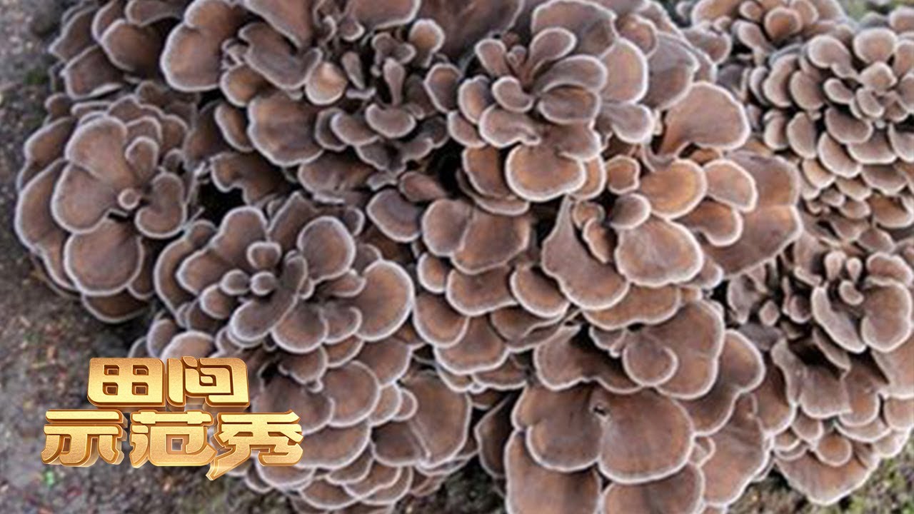 这种蘑菇像花一样绽放！有人叫它灰树花，有人叫它栗蘑，但是想种好可不容易，快来听听专家的种植建议！|「田间示范秀」20220728 - YouTube